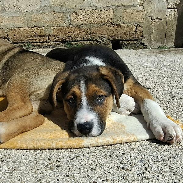 Rio Cucciolo Tricolore In Adozione